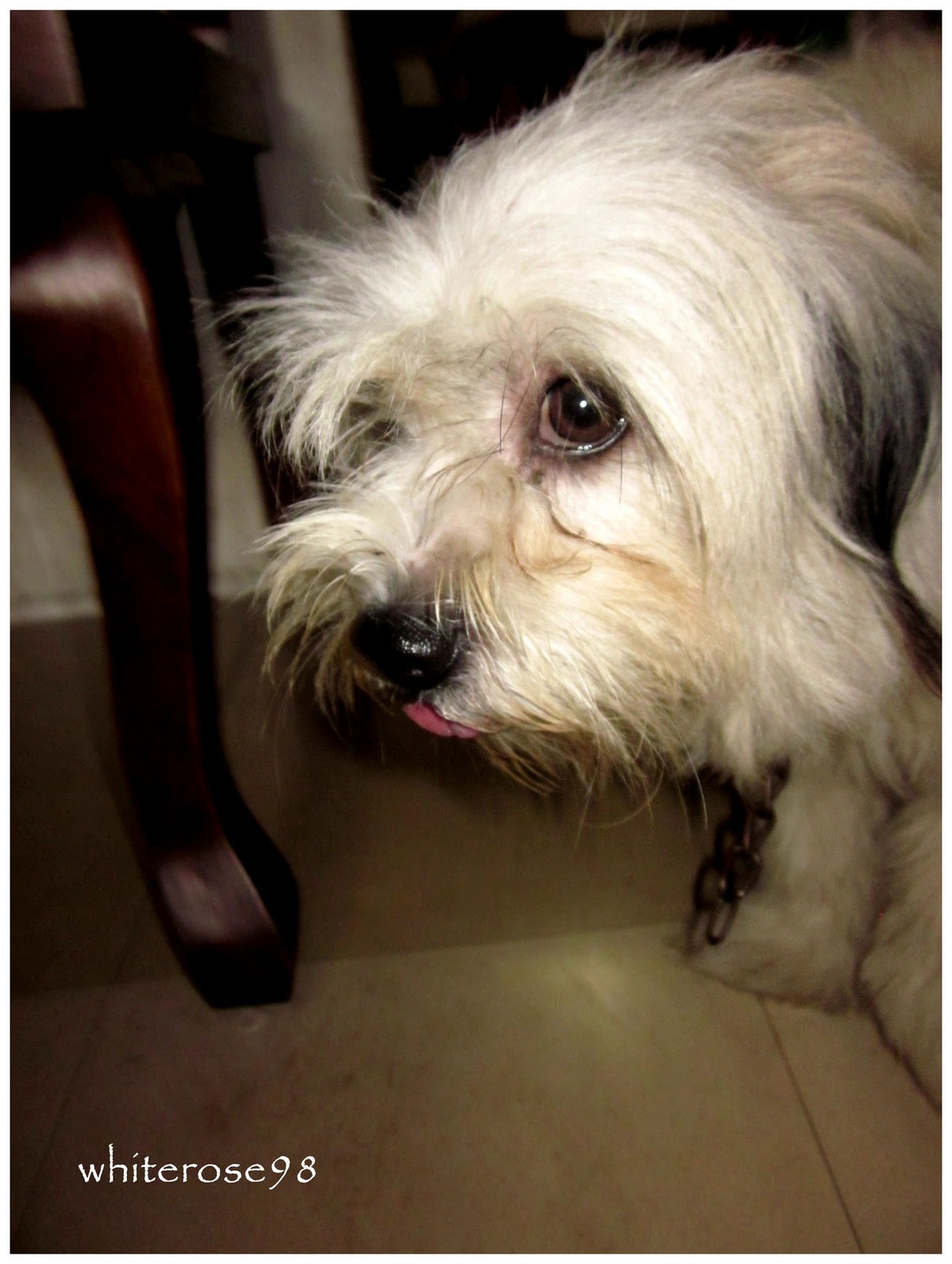 Love.Memories.Life shih tzu japanese spitz