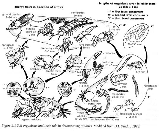 For a Greener Living: The Soil Food Web