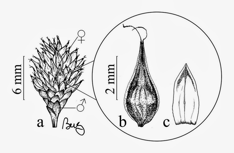 Dessin de Carex echinodes