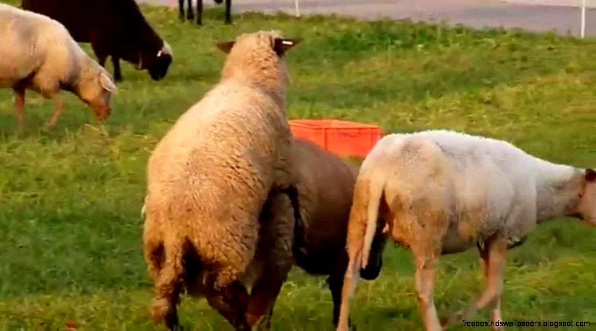Funny Sheep Videos  Funny Sheep Best Compilation  Crazy Sheep