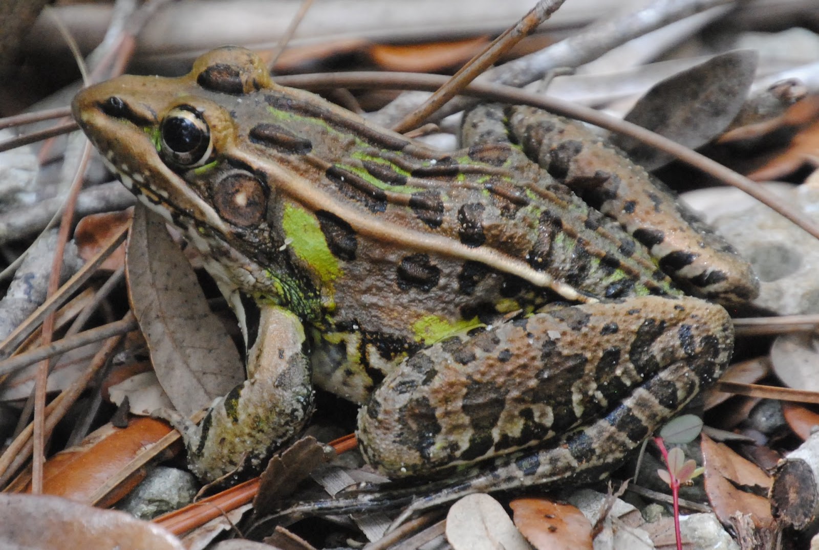 Field Notes and Photos Florida Leopard Frog