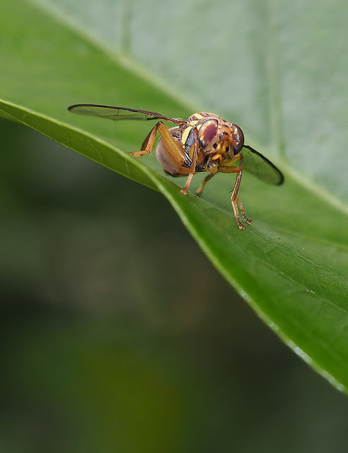 Pure Oxygen Generators: Insects on Hoyas