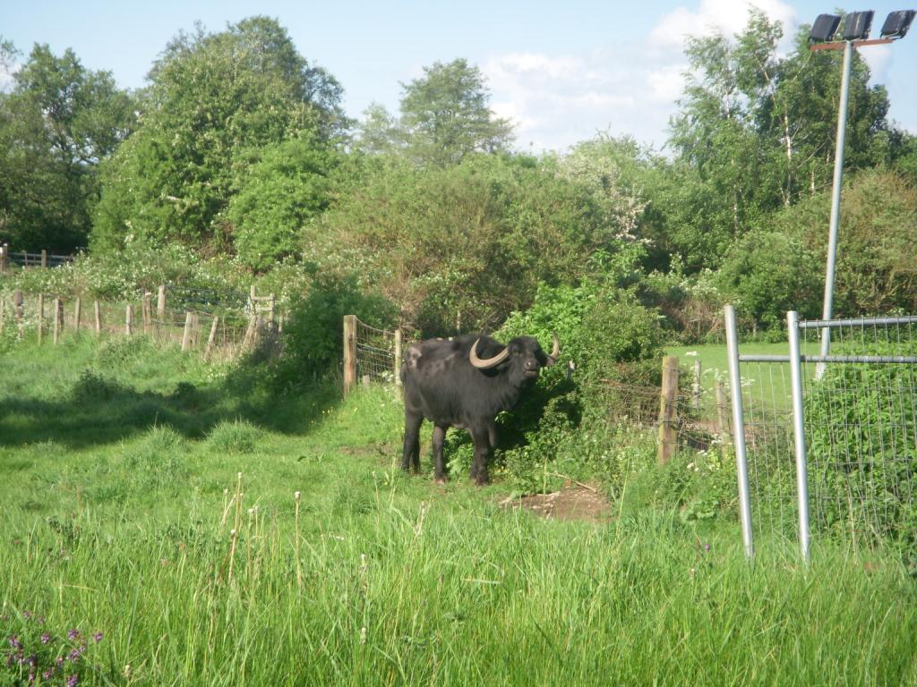 Freys in the UK Oink the local Water Buffalo
