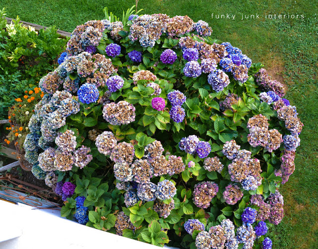 bluish purple hydrangea bush will turn multicoloured in the fall bluish purple hydrangea bush will turn multicoloured in the fall