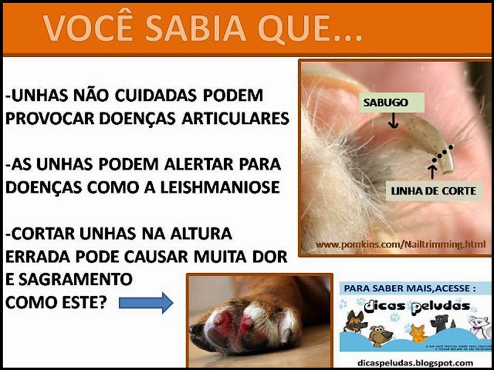 DICAS PELUDAS CUIDADOS QUE VOCÊ DEVE