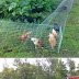 How to Build a DIY Backyard Chicken Tunnel