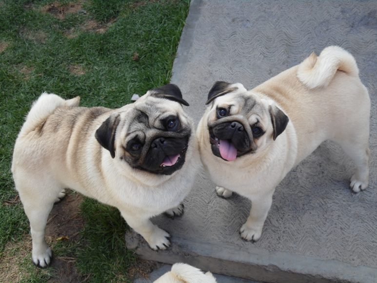 Criadero PUG Vaztor Tener más de un pug, ventajas y desventajas