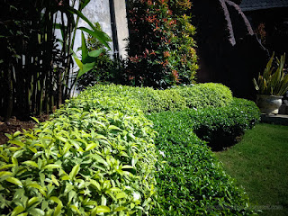 Beautiful Shape Of Garden Plants In The Yard At Buddhist Monastery In Bali Indonesia