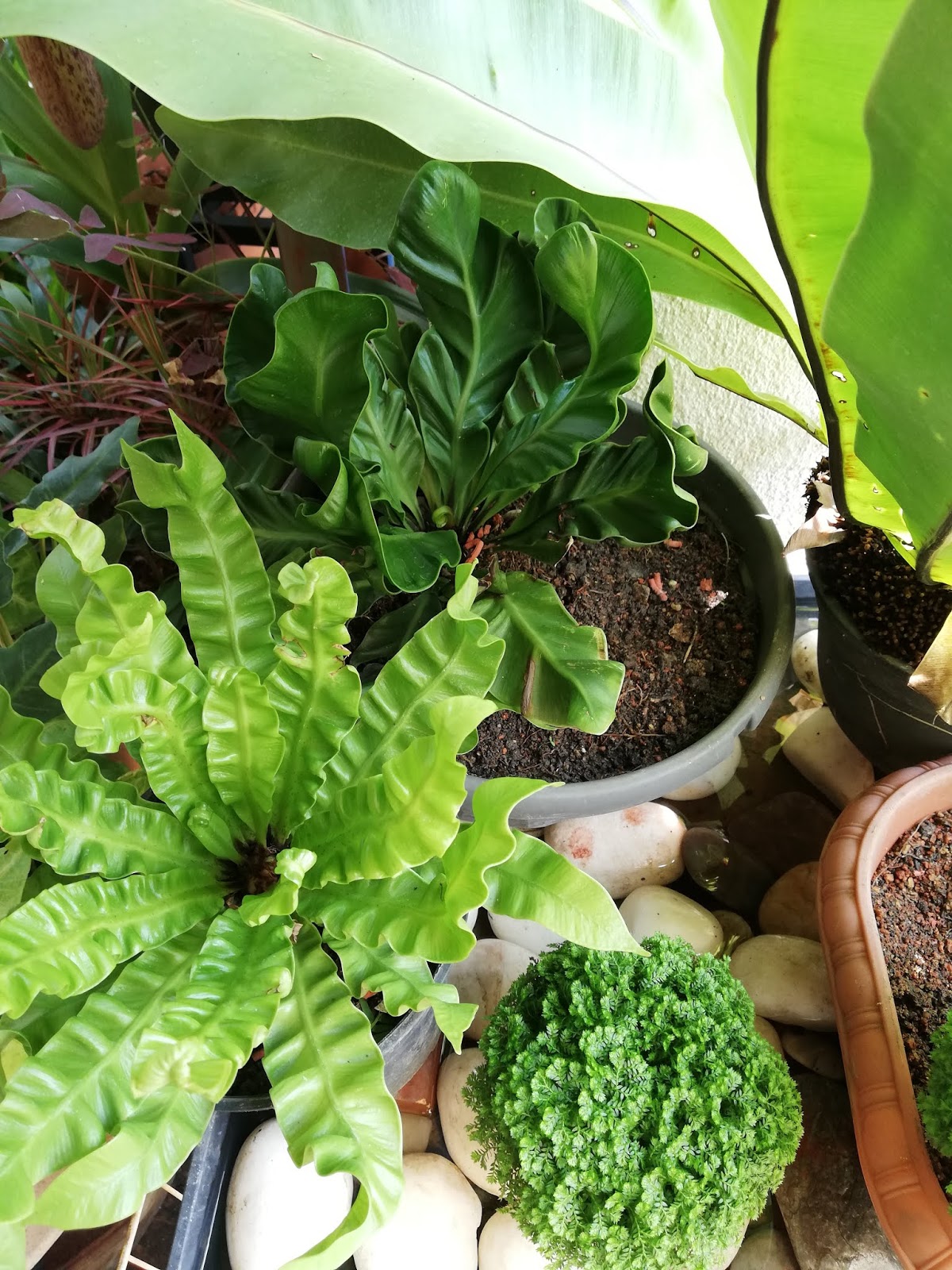 Garden Chronicles of James David How to Grow & Care Bird Nest Fern