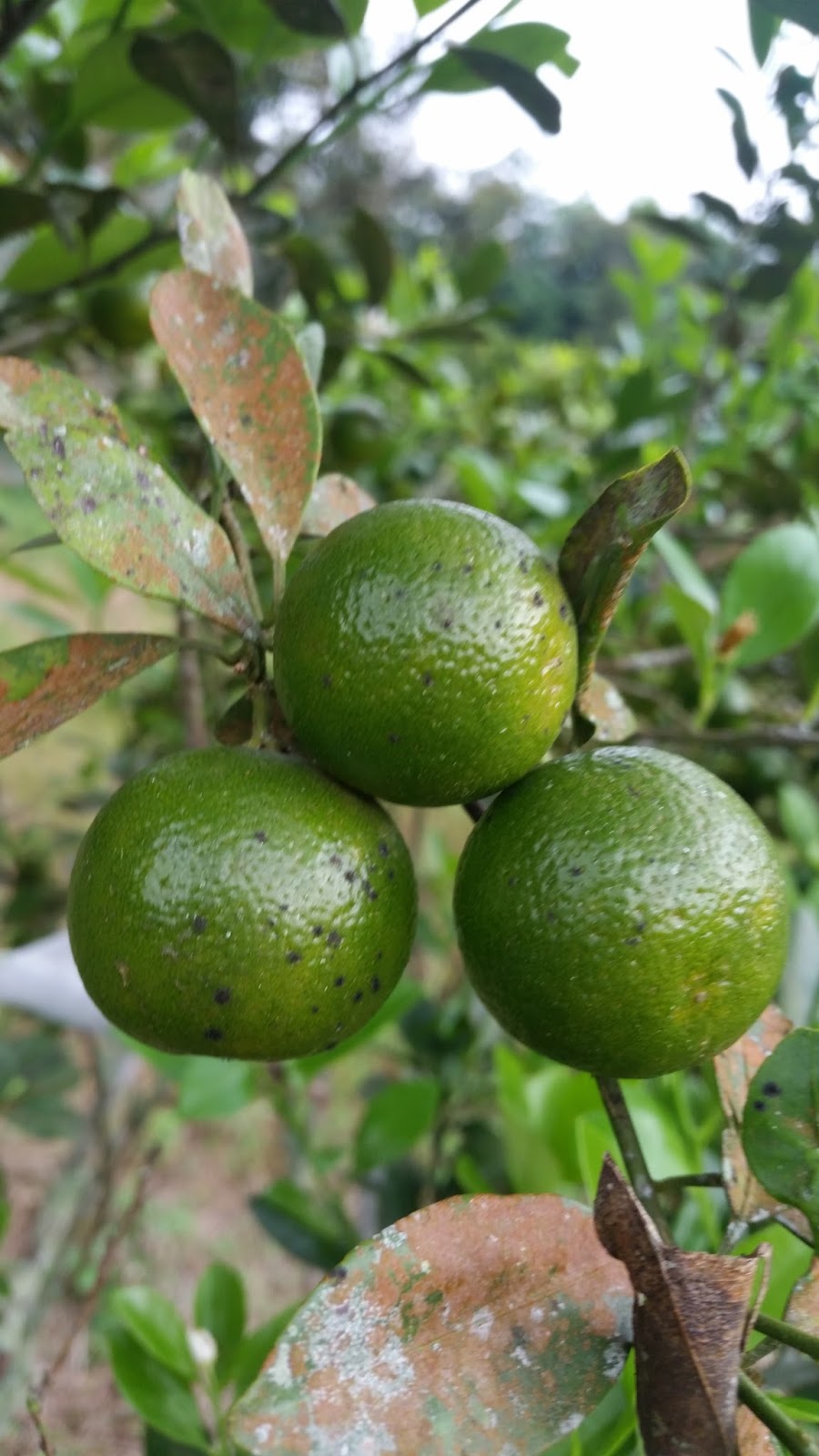 Warisan Petani Limau Kasturi Tanam Sepokok Tak Habis Makan.