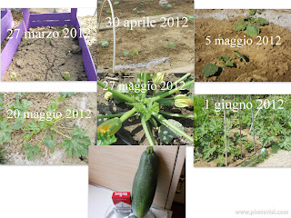 coltivare zucchine