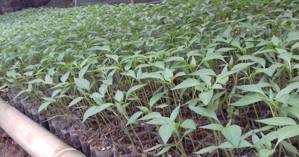 persiapan tanah cabe kecil