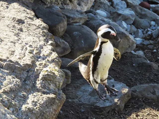 Penguin at Betty's Bay in South Africa