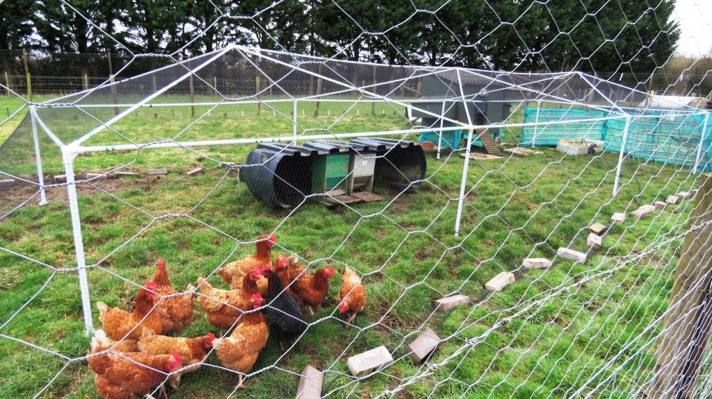 Diary of a Smallholder Moving Chickens