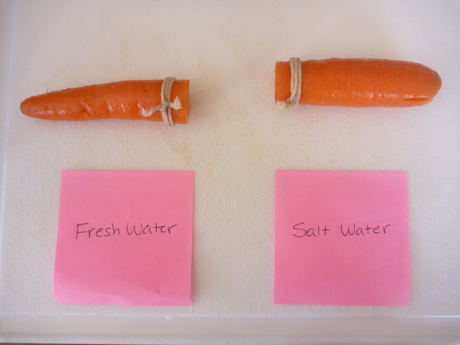What Is Osmosis In Carrots? _ Cool Carrot Osmosis – MYKLNN
