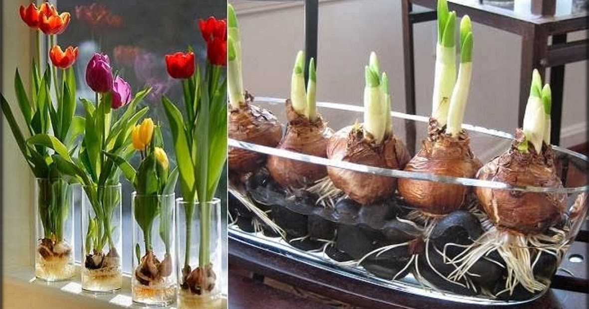 🌷 How to Grow bulbs Tulips at Home 🌷 Interesting Facts
