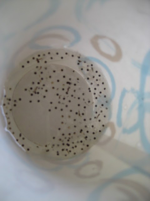 Tree Frogs in North Georgia