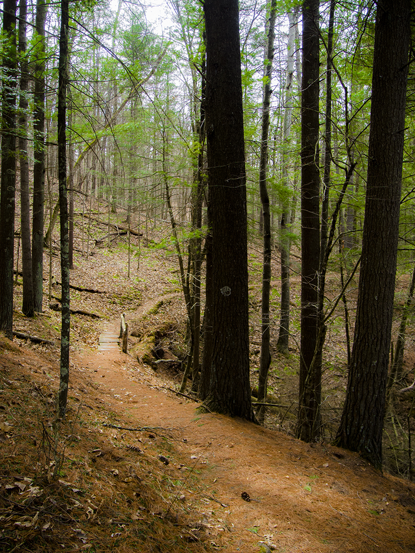 White Pines on the Hemlock Trail - Mt. Pisgah Hemlock Hardwoods State Natural Area near Ontario Wisconsin