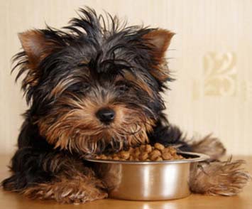 Ingredients In Beneful Wet Dog Food Ingredients In Beneful Wet Dog Food