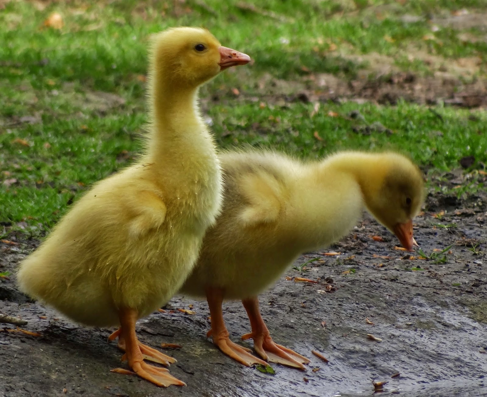 fotorantje: pluk de dag