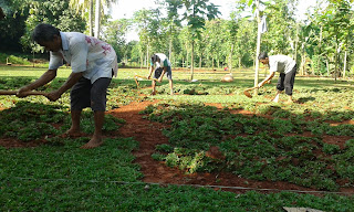 Jasa Pengiriman Rumput Tukang Rumput di Cimanggis