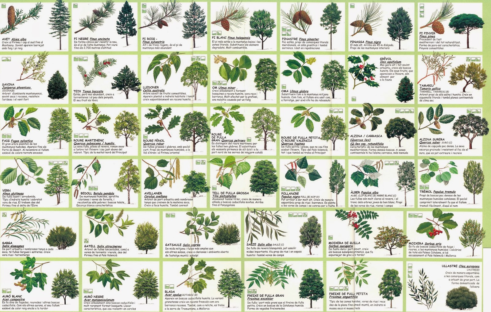 COSES DE CICLE MITJÀ: Arbres de Catalunya