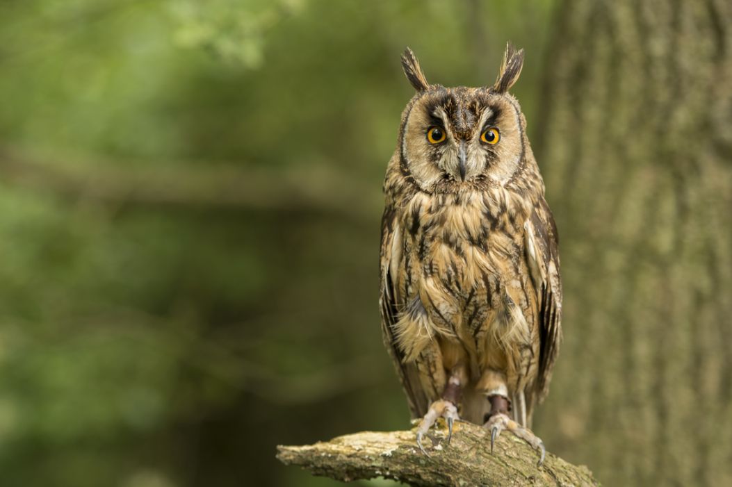 20. Photograph Long Eared Owl by Ian Hamilton