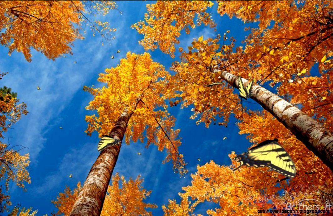 Download Free Colors Of Nature Screensaver Colors Of Nature