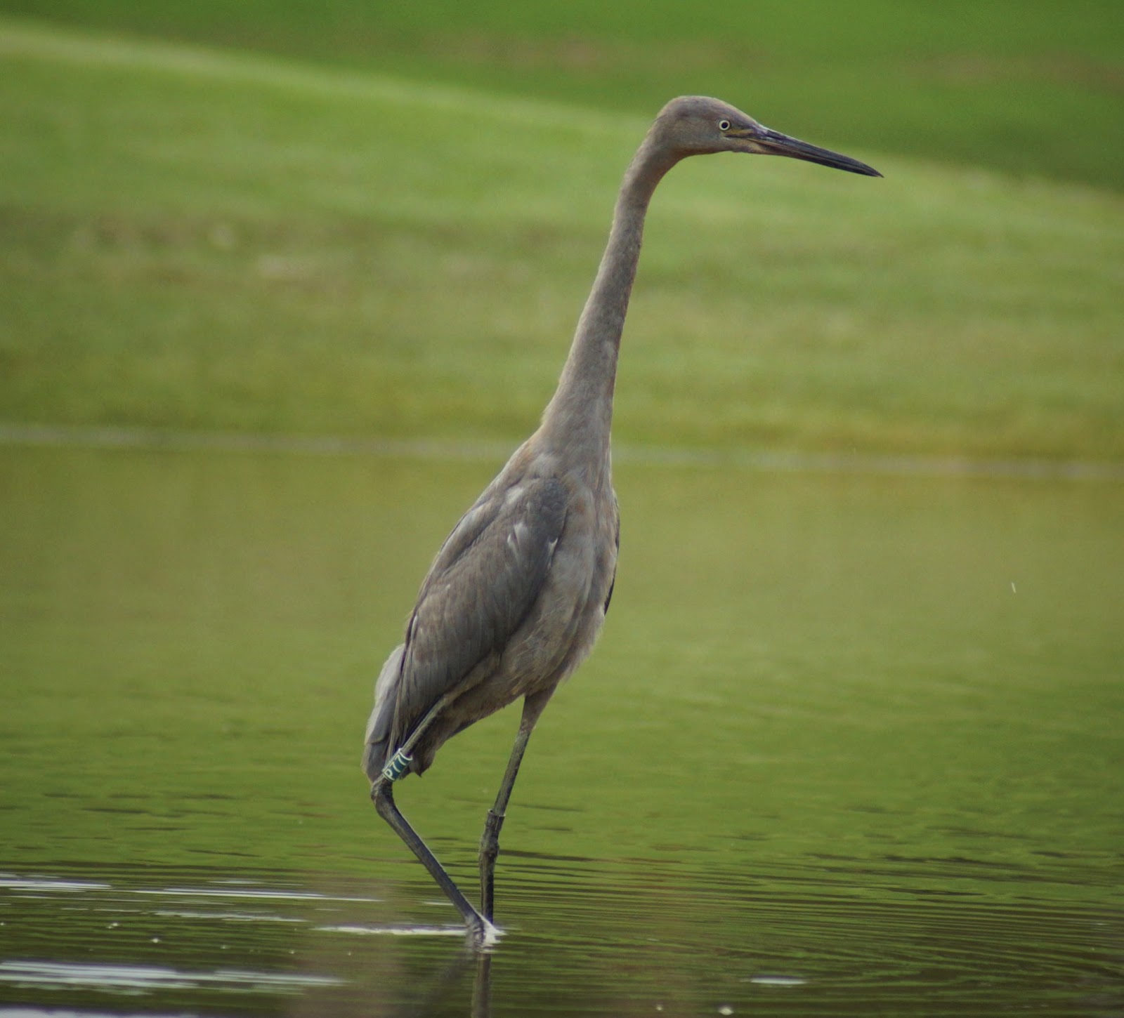 Butler's Birds Red Herring or a Reddish Egret?