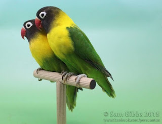 Kumpulan Jenis dan Warna Burung Lovebird Terbaik