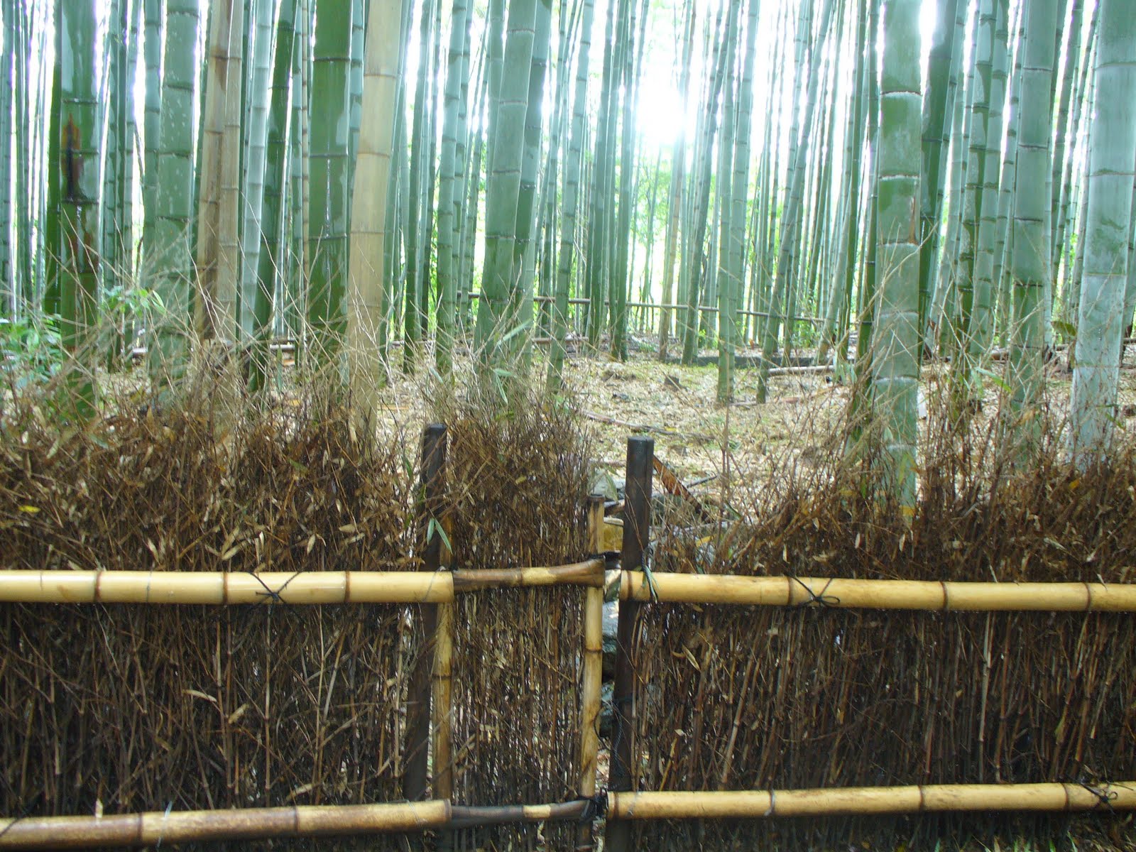 Bellingen Seed Savers Growing Vegetables and using Bamboo; Ideas from