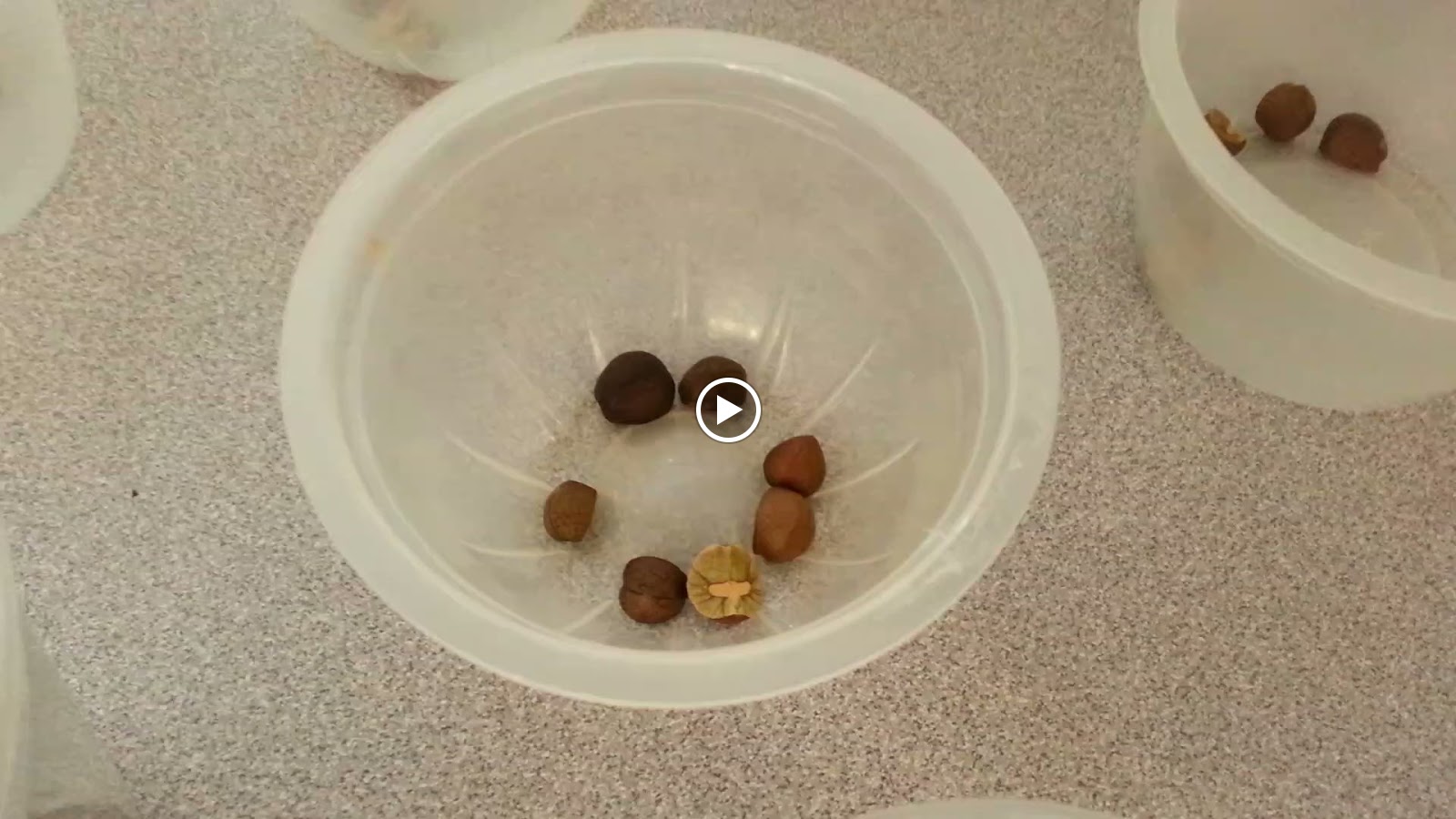 STEM Mexican Jumping Beans Elementary Nest