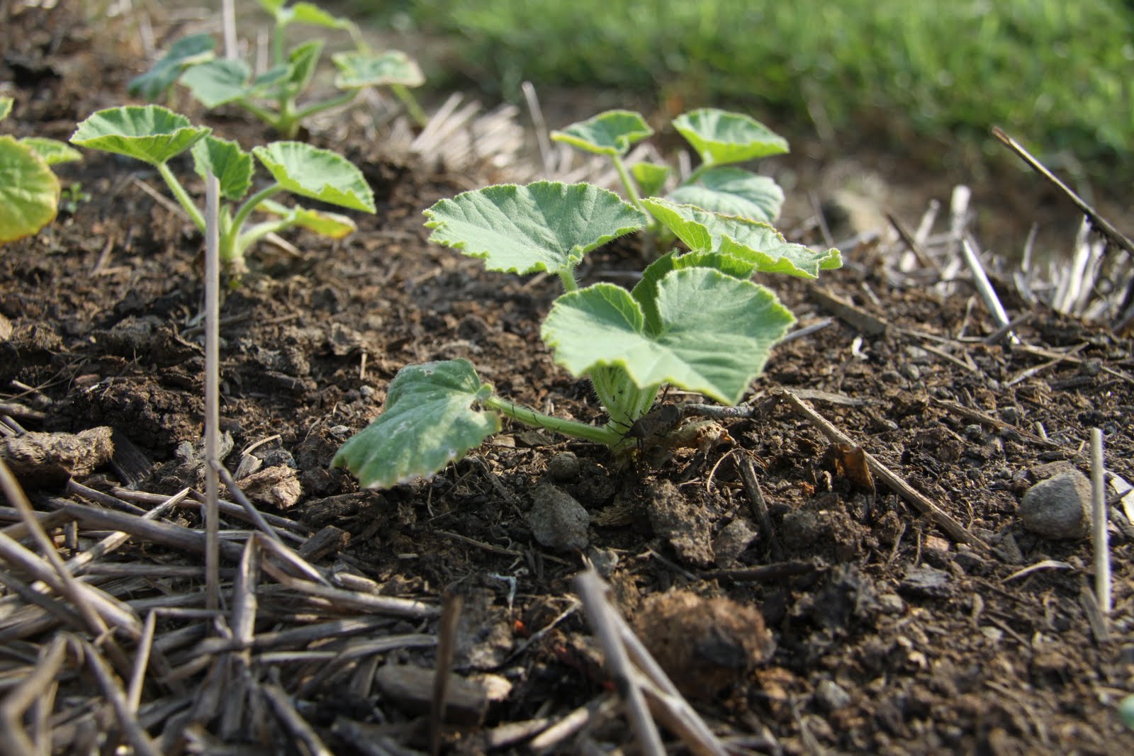 Straw Bale Gardening Update