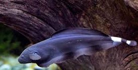 Jenis Ikan Hias Air Tawar Aquarium  Black Ghost  Ikan Balet