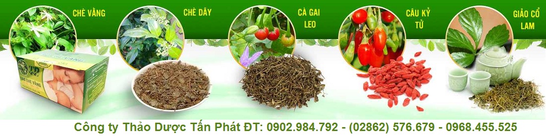 【Địa điểm bán cây Hương Nhu】tại Tấn Phát TP.HCM™ HOTLINE: 0902 984 792. giúp chữa cảm lạnh