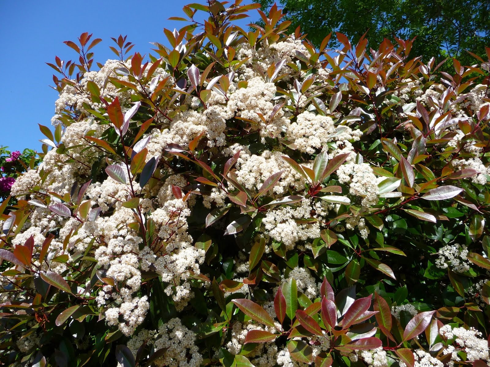 Le Douaire Ile De Vivre Tout Savoir Sur Le Photinia X Fraseri