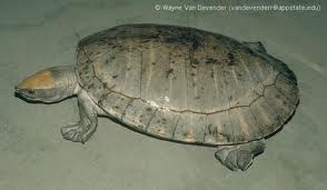 Central American river Turtle
