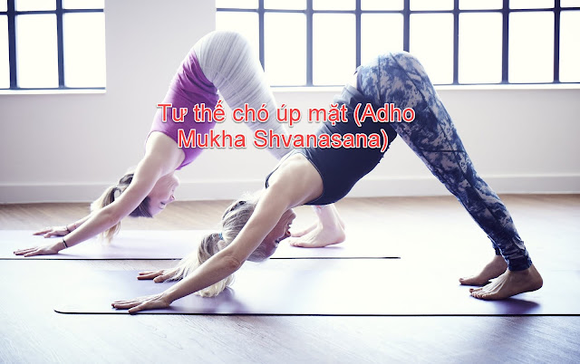 Mỗi ngày một tư thế Yoga | 10 Tư thế chó úp mặt Mỗi ngày một tư thế Yoga | 10 Tư thế chó úp mặt