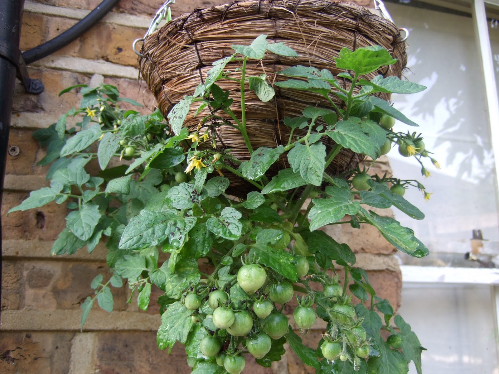 Sybil's Plot Growing Tomatoes Upside Down