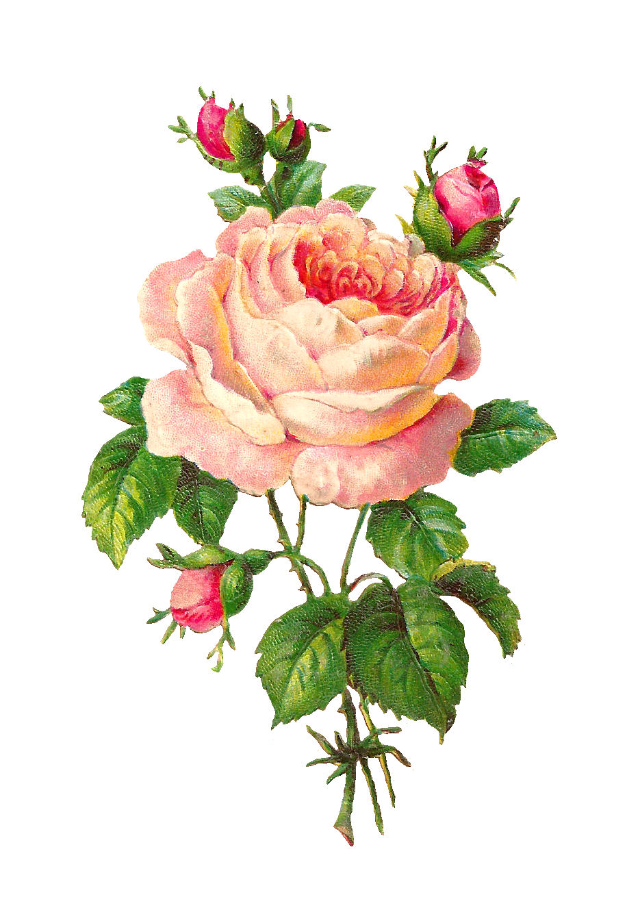 Antique Images: Flower Scrapbooking Pink Rose with Buds Vintage Digital ...
