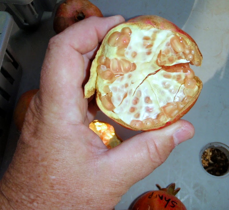 Xtremehorticulture of the Desert Why Are My Pomegranate Seeds White?