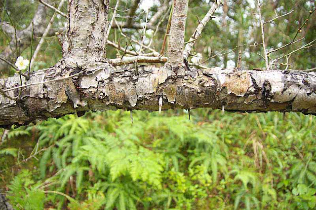 tree branch, ferns, thorns, bark