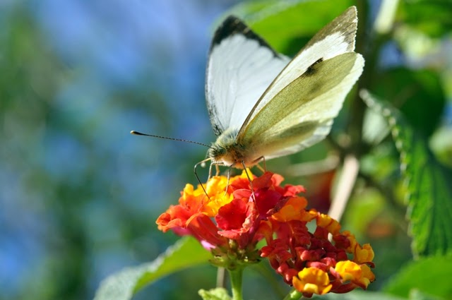 Maltese Nature The large white butterfly