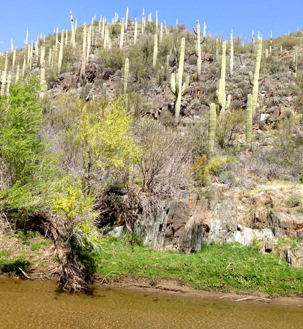 Camping and Horses Bumble Bee Arizona