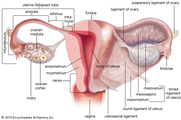 Uterus merupakan organ reproduksi wanita yang berfungsi sebagai