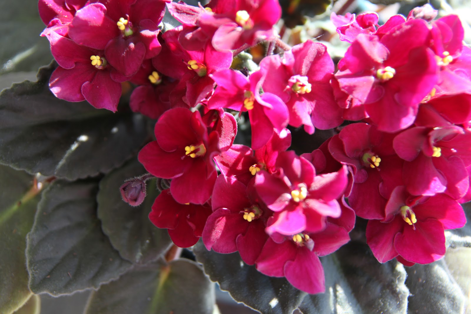 Wiese Acres Growing African Violets, part 4 Fertilizing