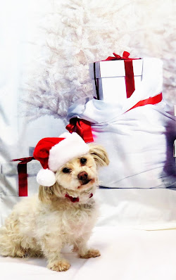 A puppy for Christmas, Christmas dog, Christmas gifts, Rescue dogs, Puppies, Adopt don't shop