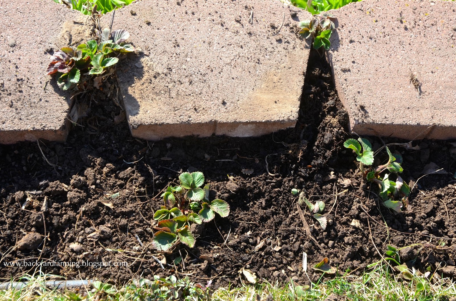 Backyard Farming Rejuvenating the strawberry patch