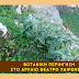 Τα φυτά της Χαιρώνειας // Bοτανική περιήγηση στο αρχαίο θέατρο Χαιρώνειας