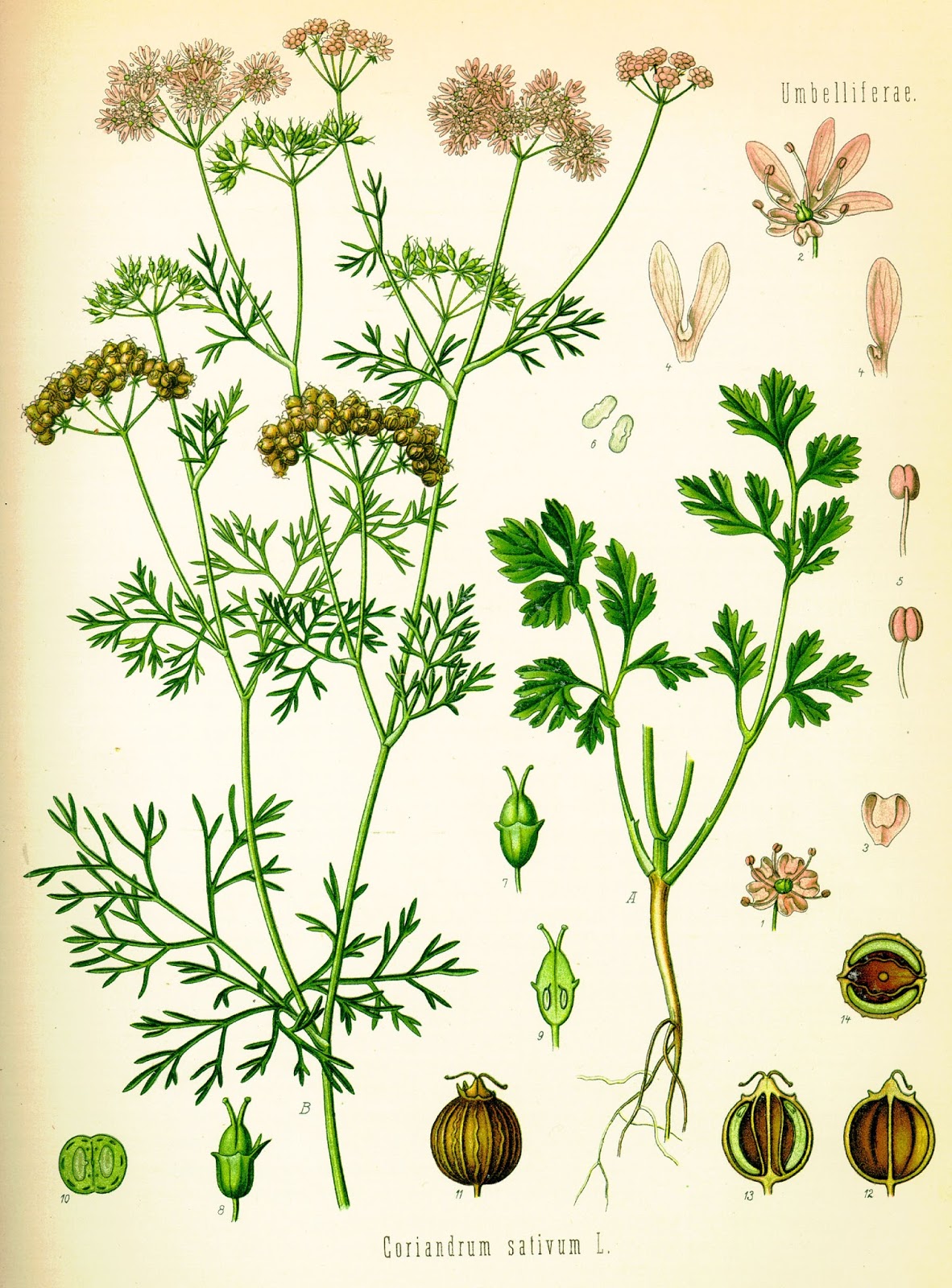 GRUPO LI PO Descubrimiento y exaltación del cilantro